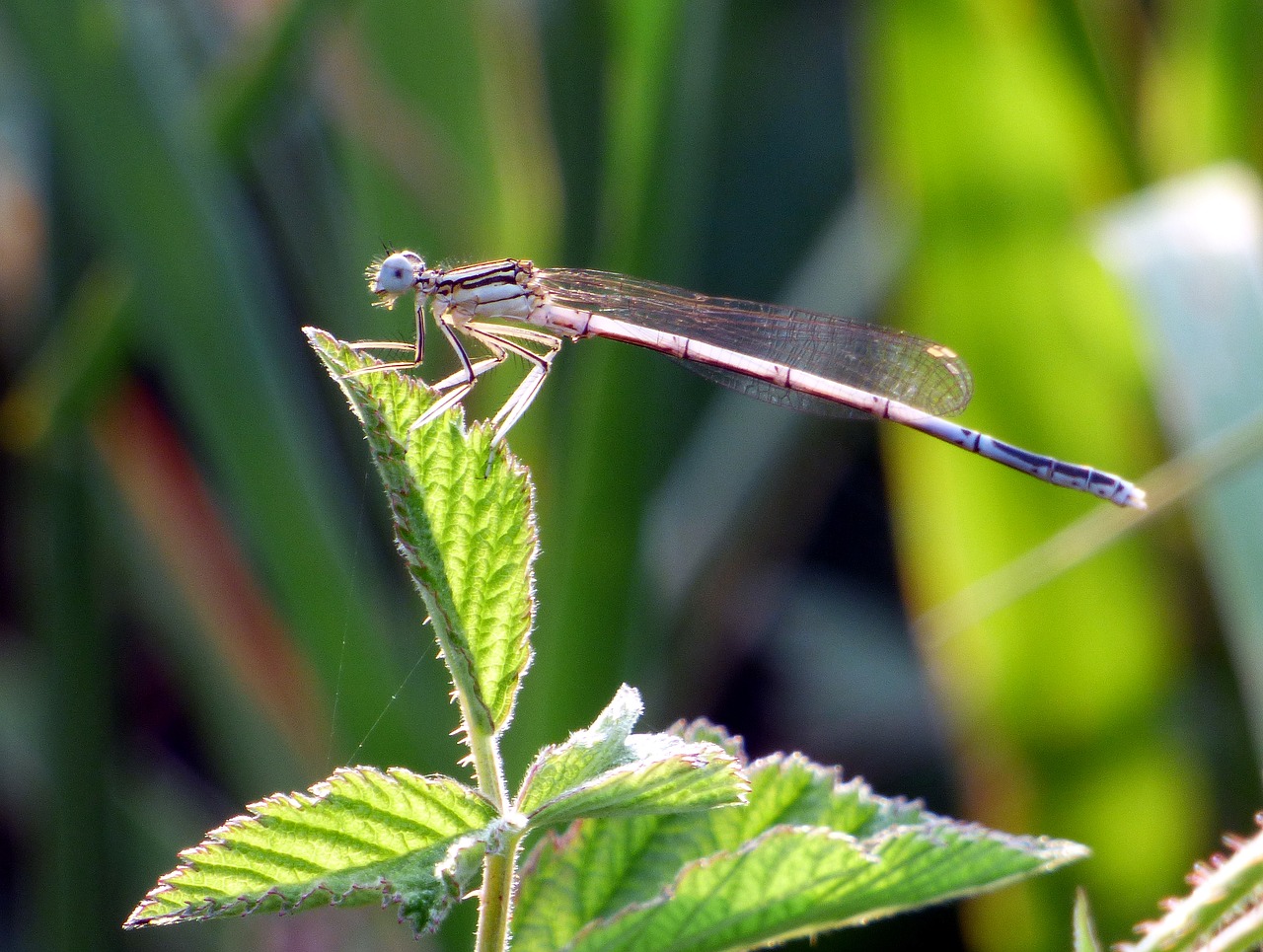 Image - demoiselle dragonfly nature insect
