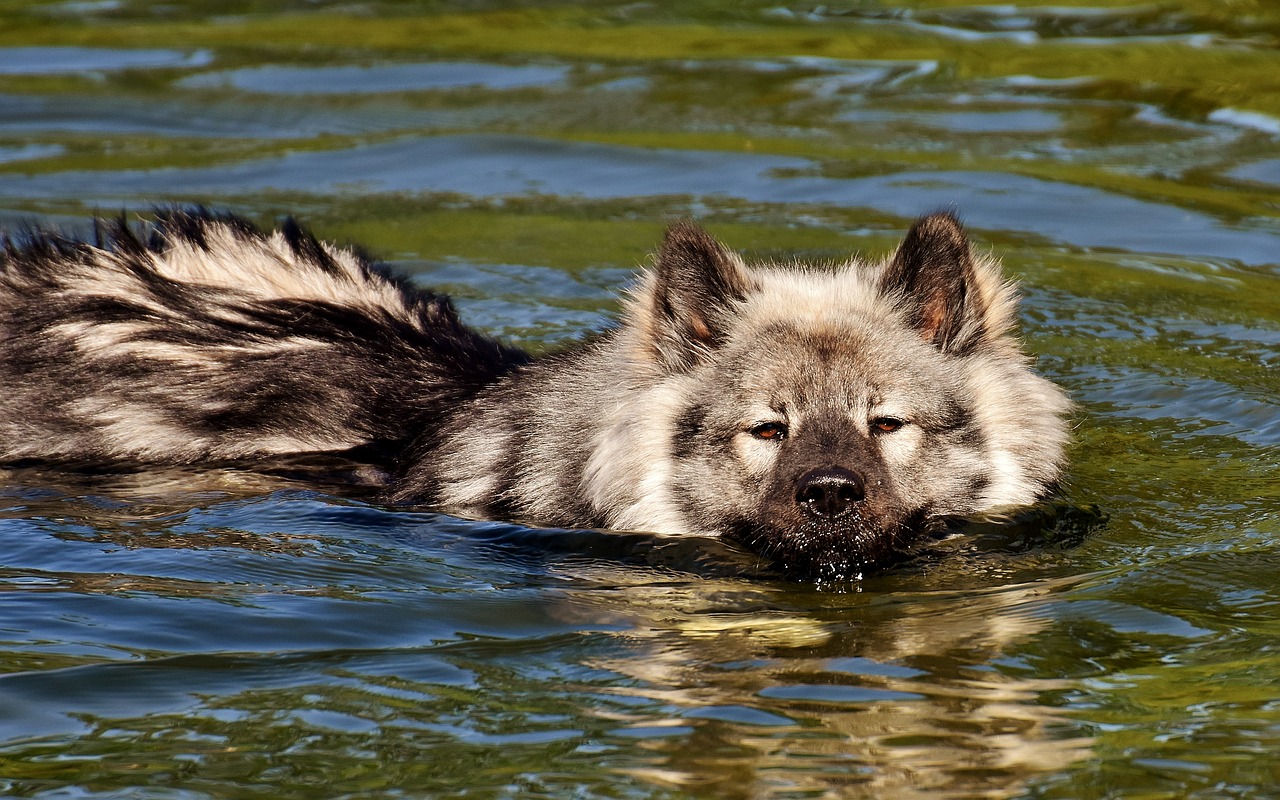 Image - eurasians swim dog race dog breed
