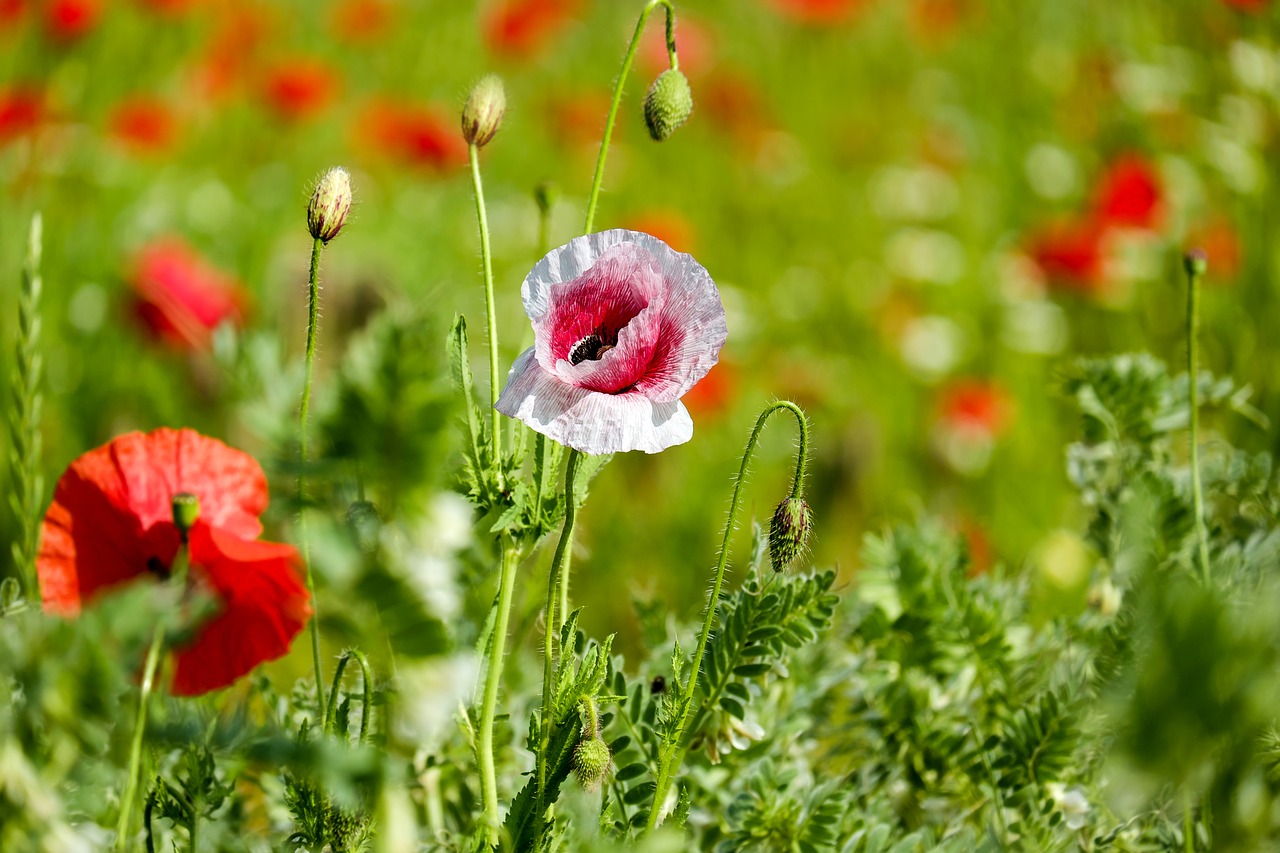 Image - klatschmohn poppy flower wild flower