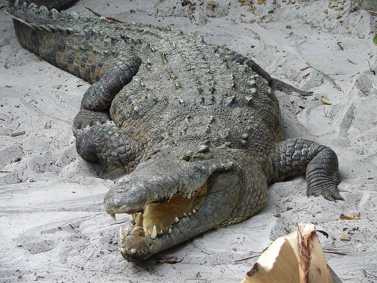 Image - crocodile alligator wild reptile