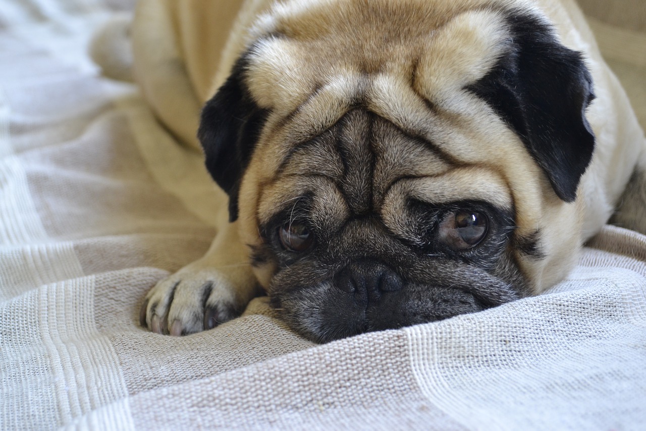 Image - dog pug lying dog