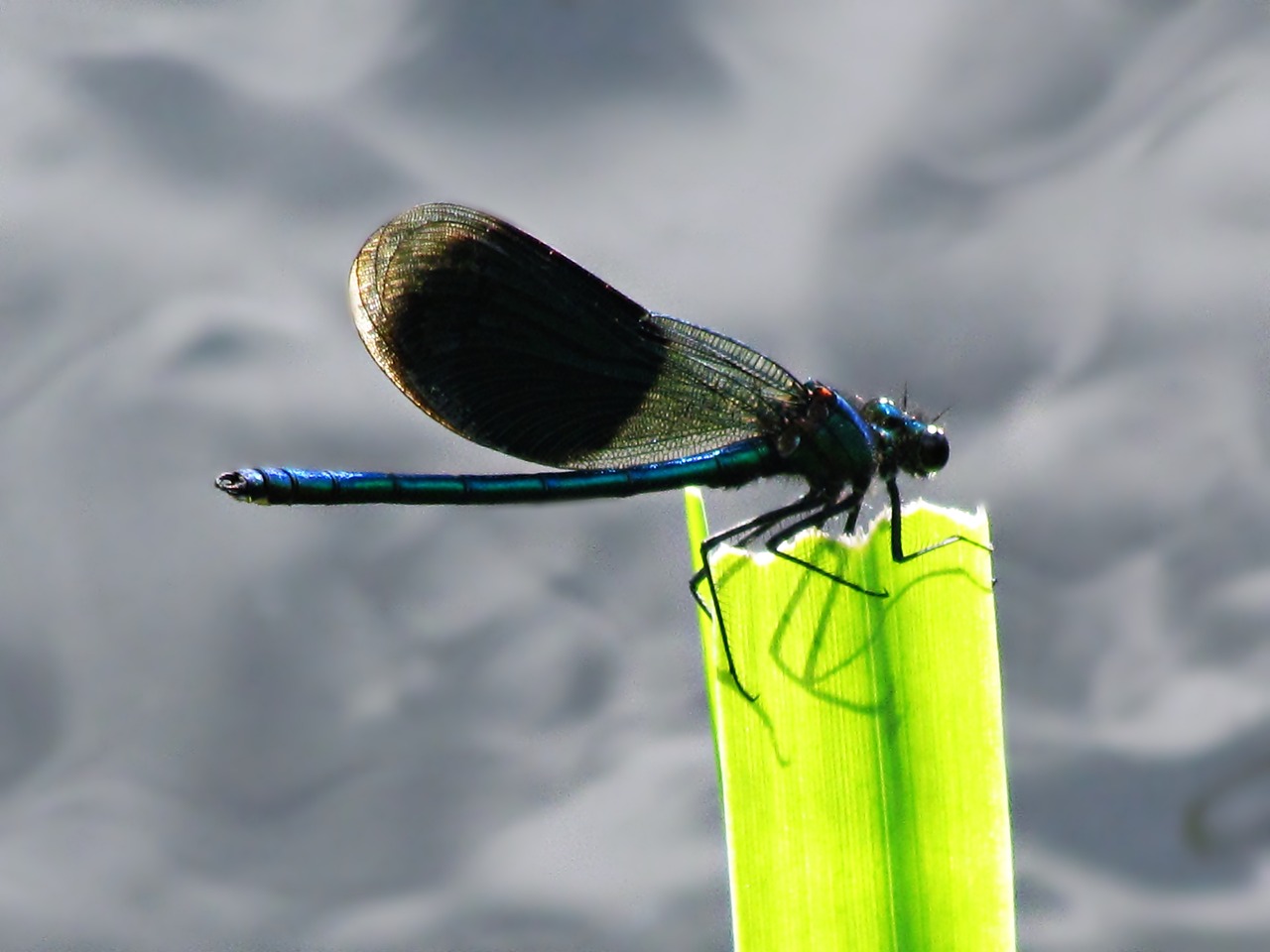 Image - ważka insect wings nature closeup