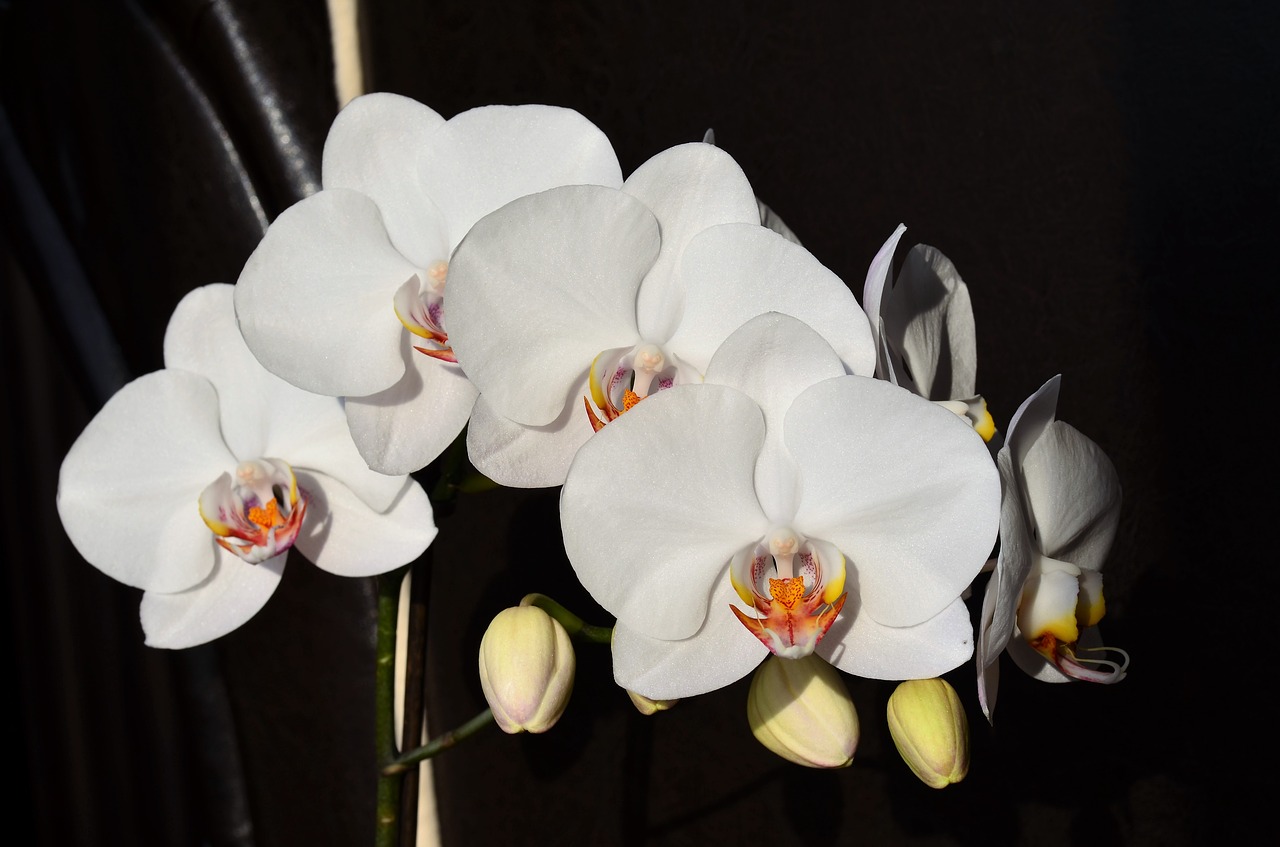 Image - orchid white flower nature plant