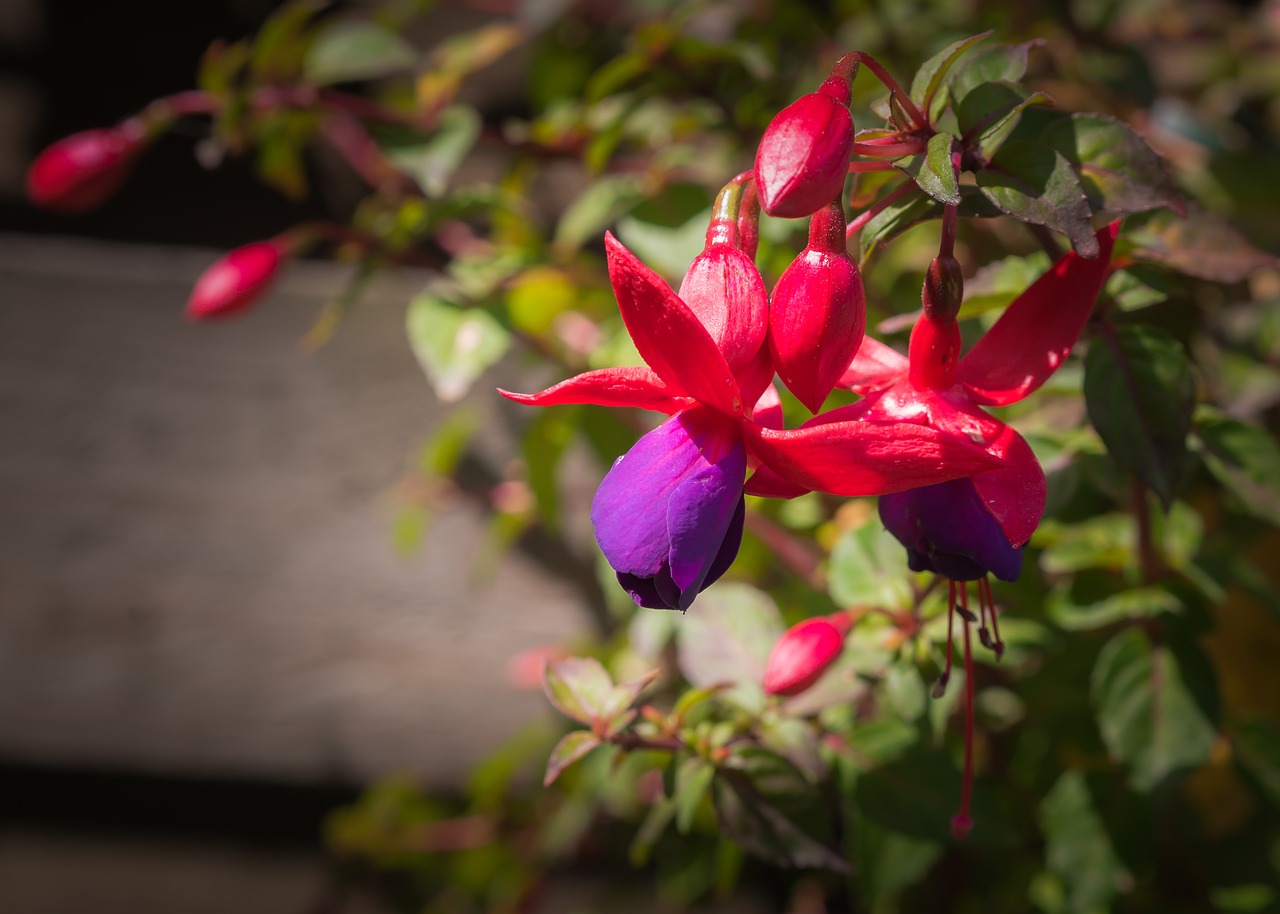 Image - flower plant nature broken heart