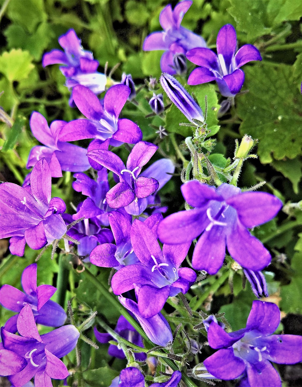 Image - bellflower campanula small flowers