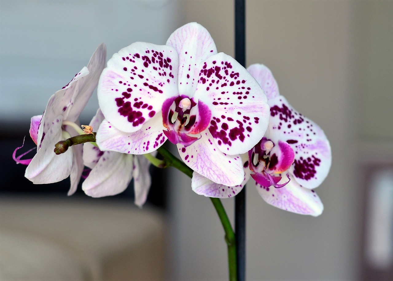 Image - orchid white flower nature plant