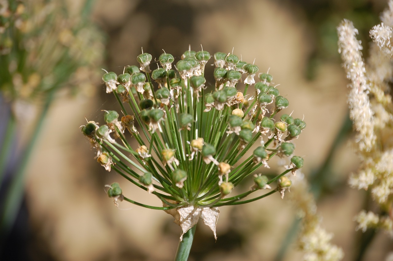 Image - nature ui plant
