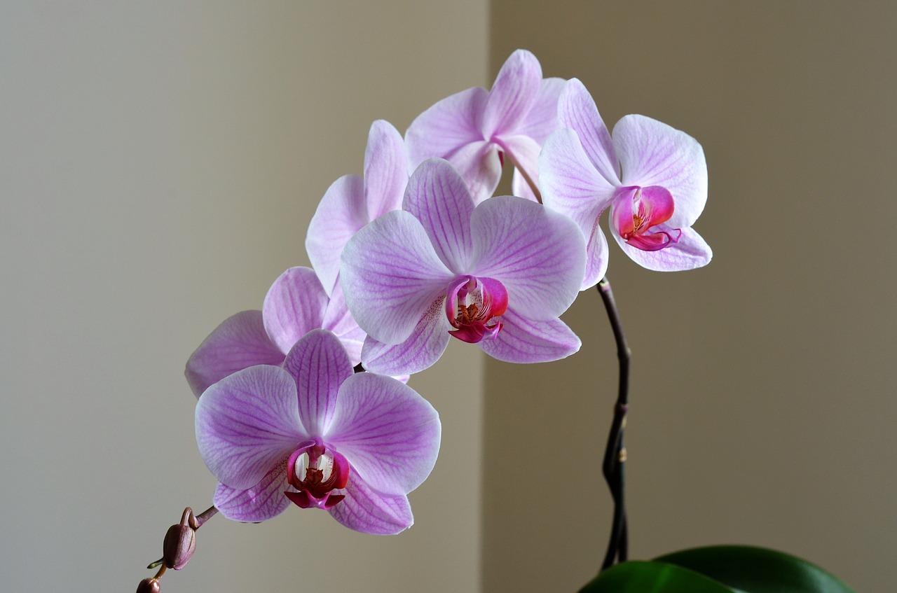 Image - orchid lila flower nature plant