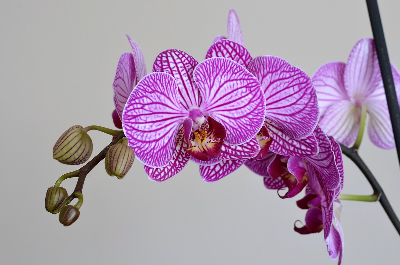 Image - orchid lila flower nature plant