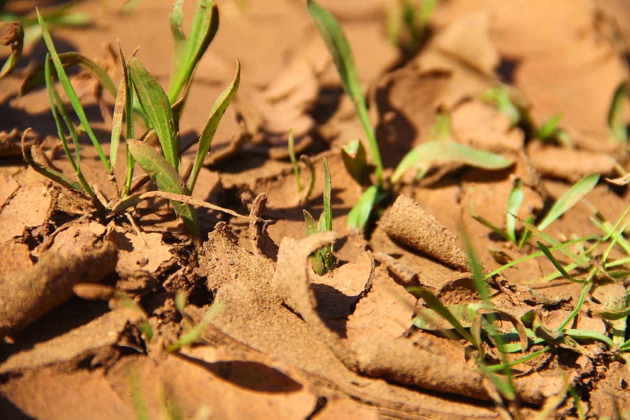 Image - ground crack sapling dry nature