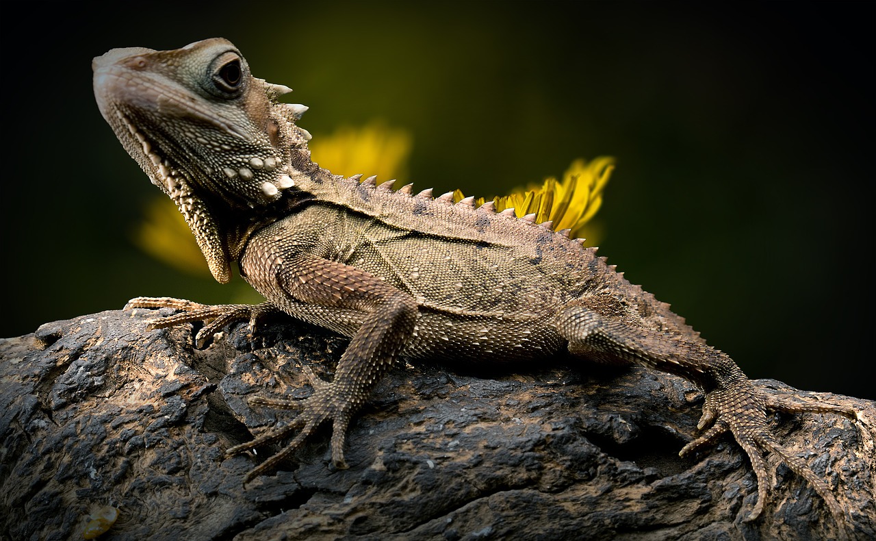 Image - lizard dandelion reptile