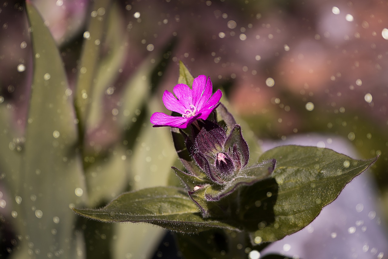 Image - red campion heath orchid blossom