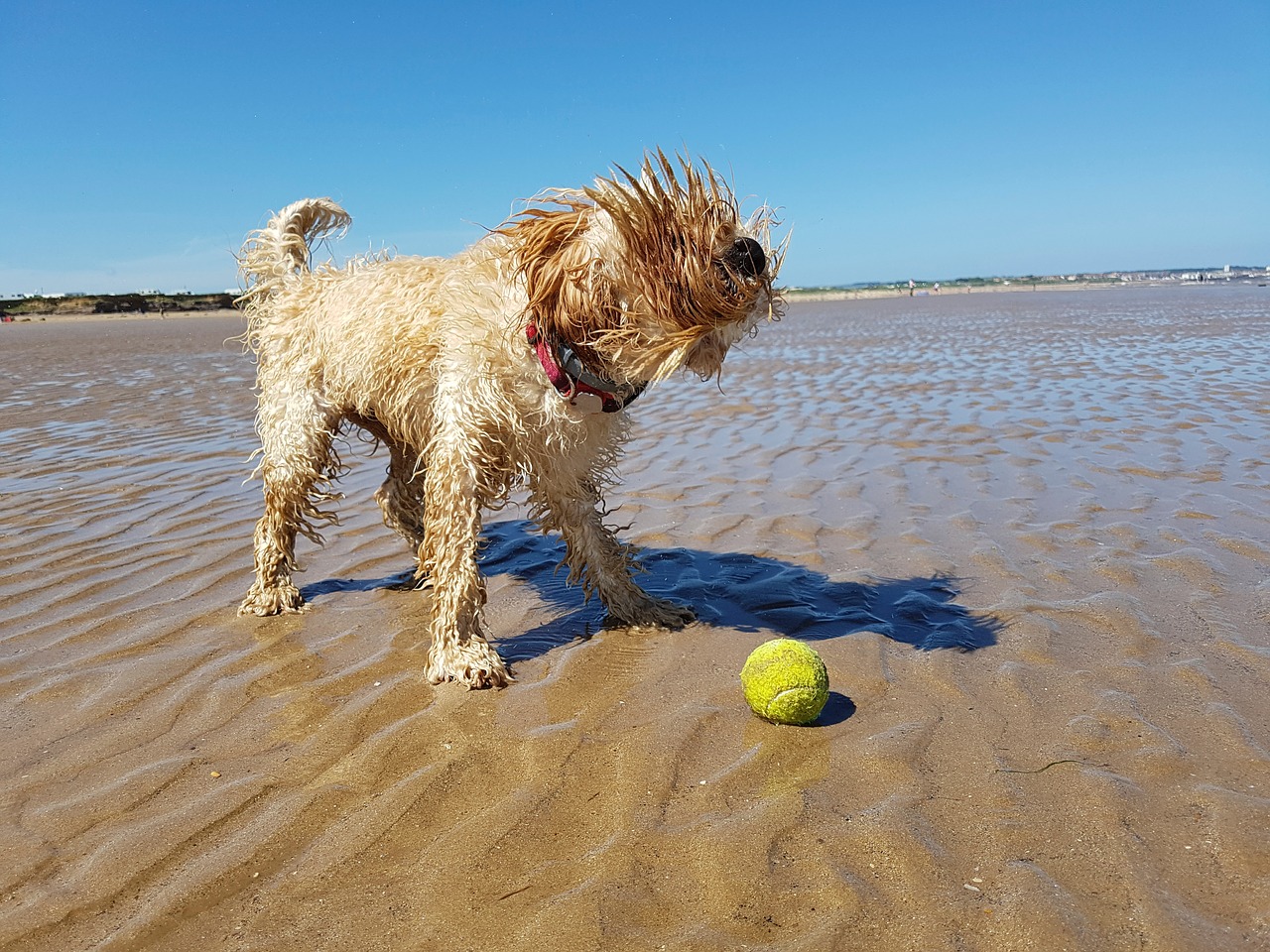 Image - beach dog ball cockapoo puppy