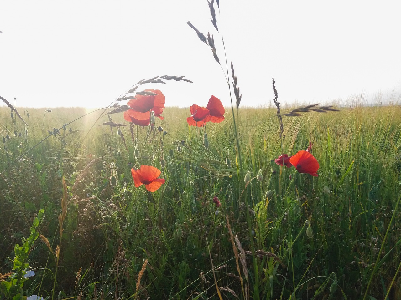Image - poppy field summer wheat flower