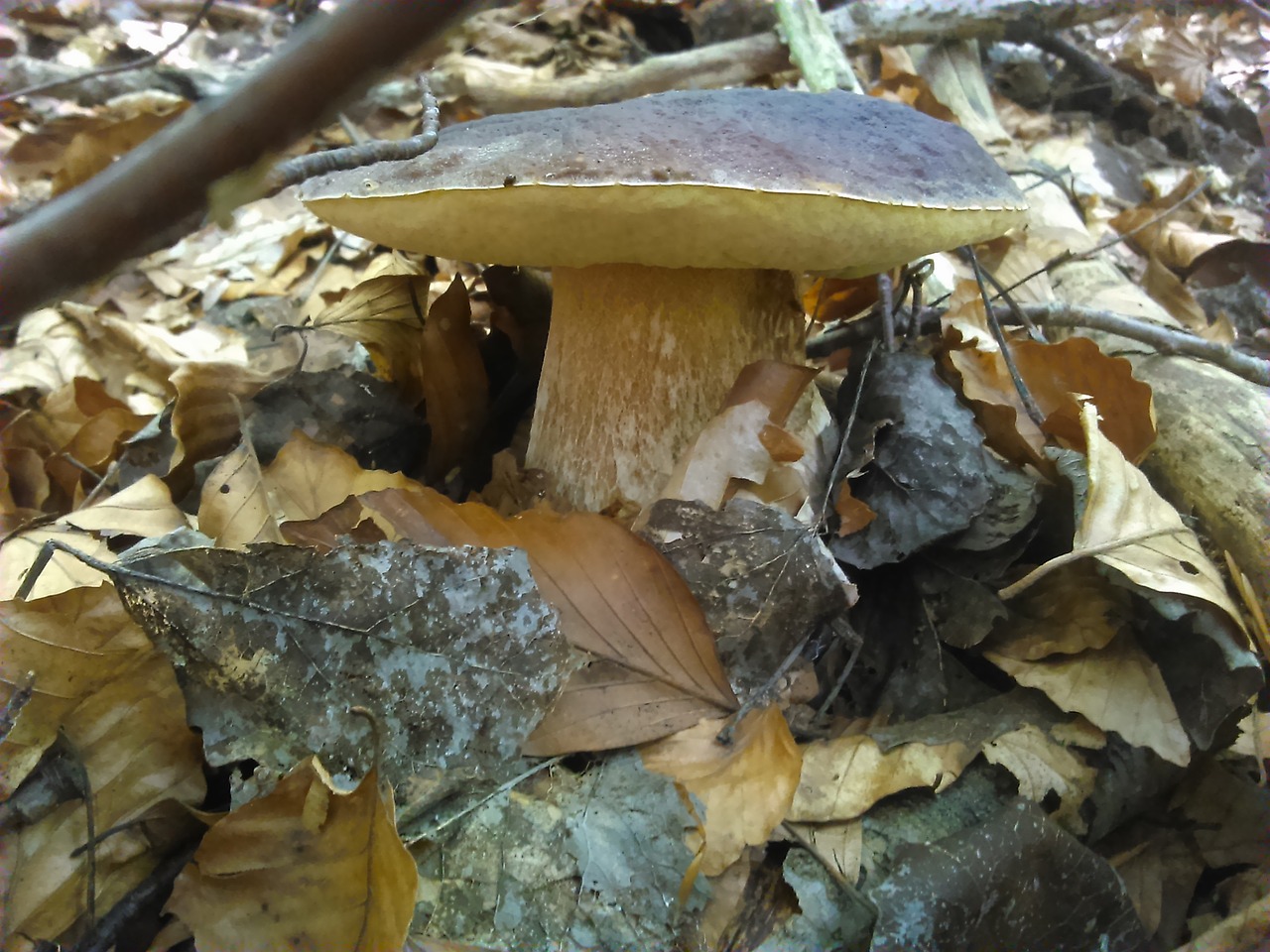 Image - boletus sponge forest priroda