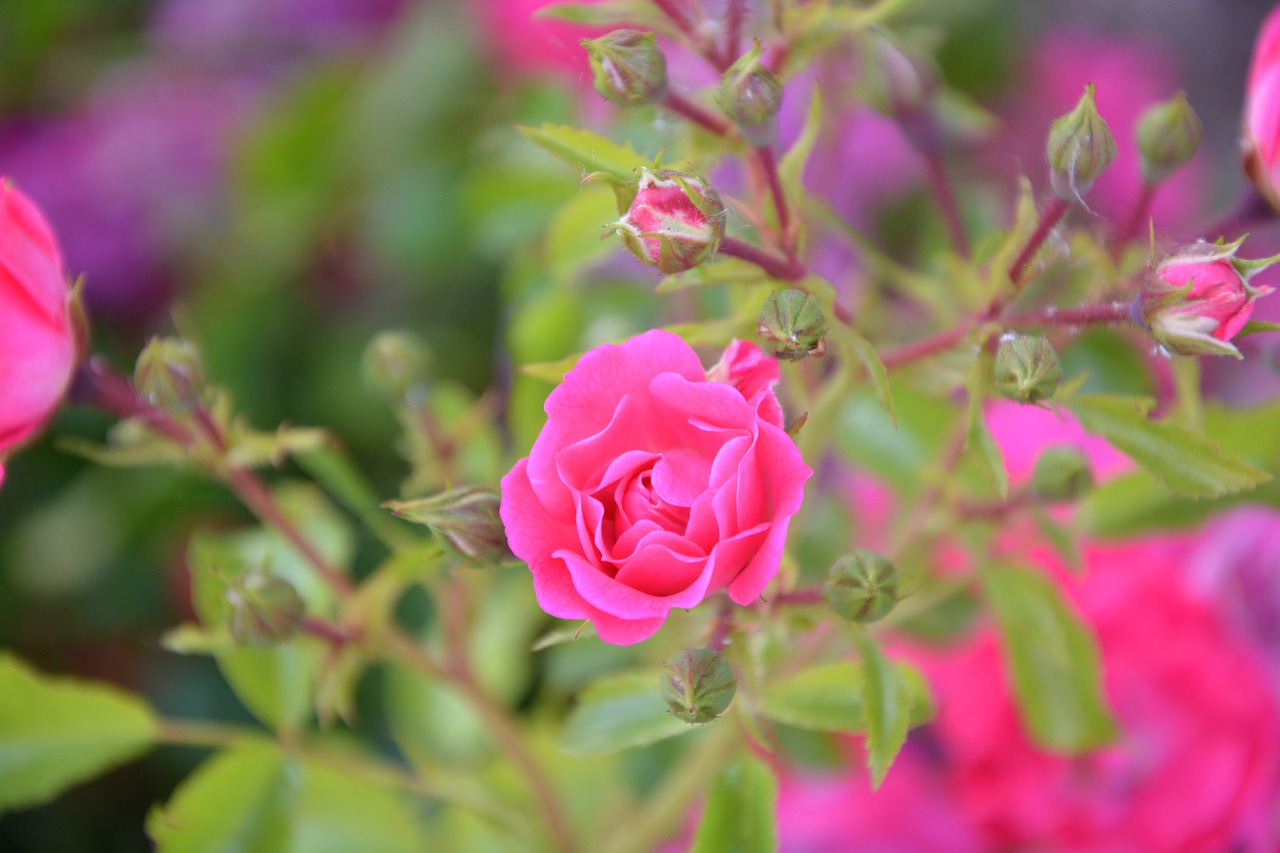 Image - pink rosebush pink flowers flower