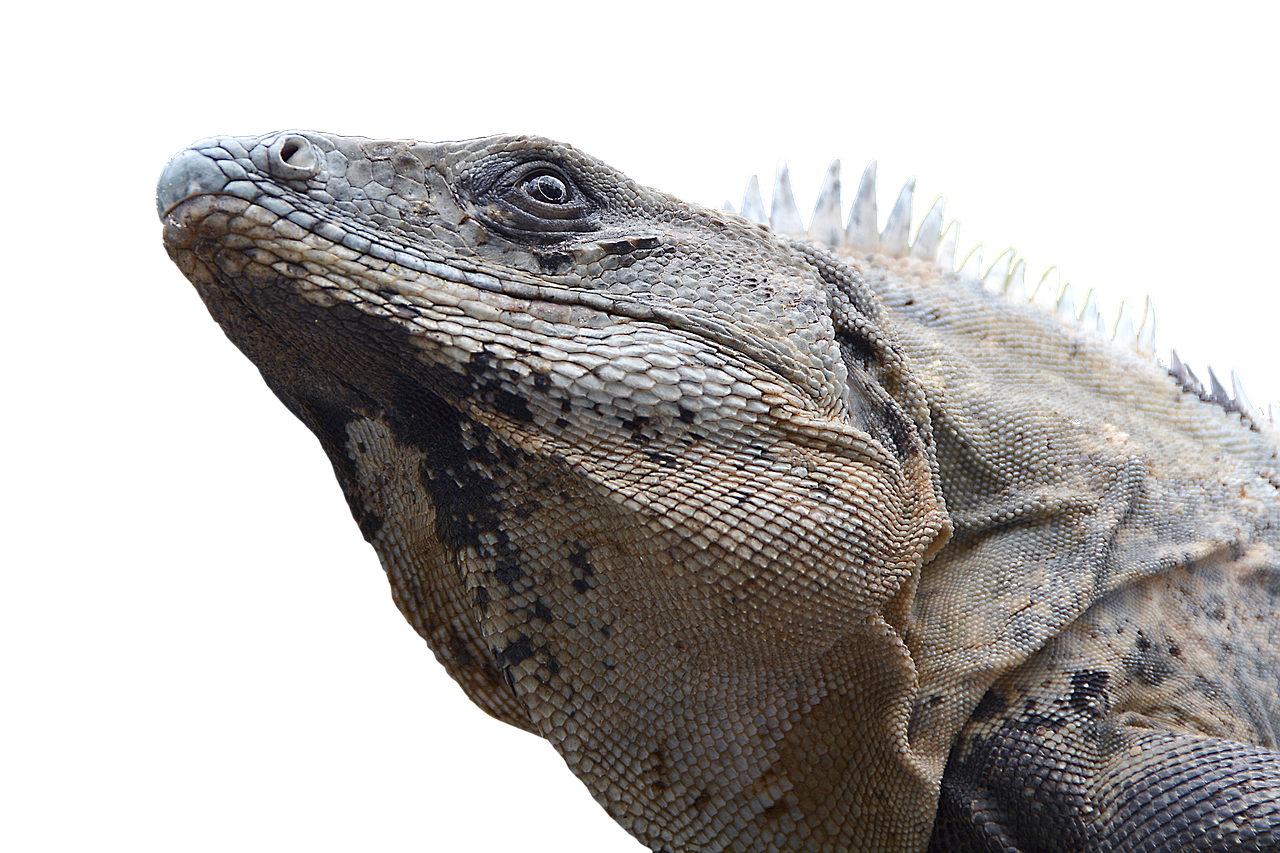 Image - iguana reptile lizard dragon