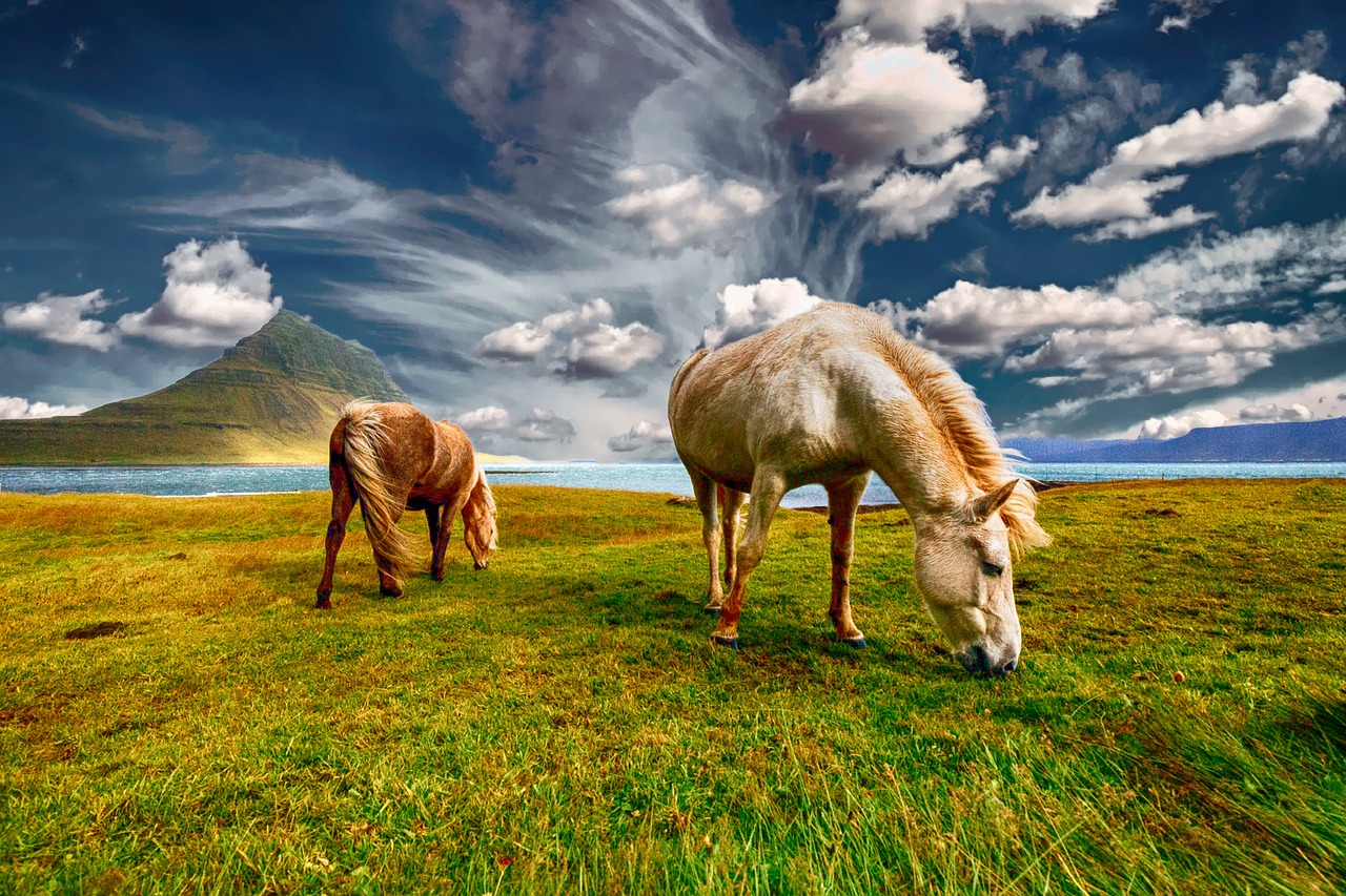 Image - horses landscape nature field