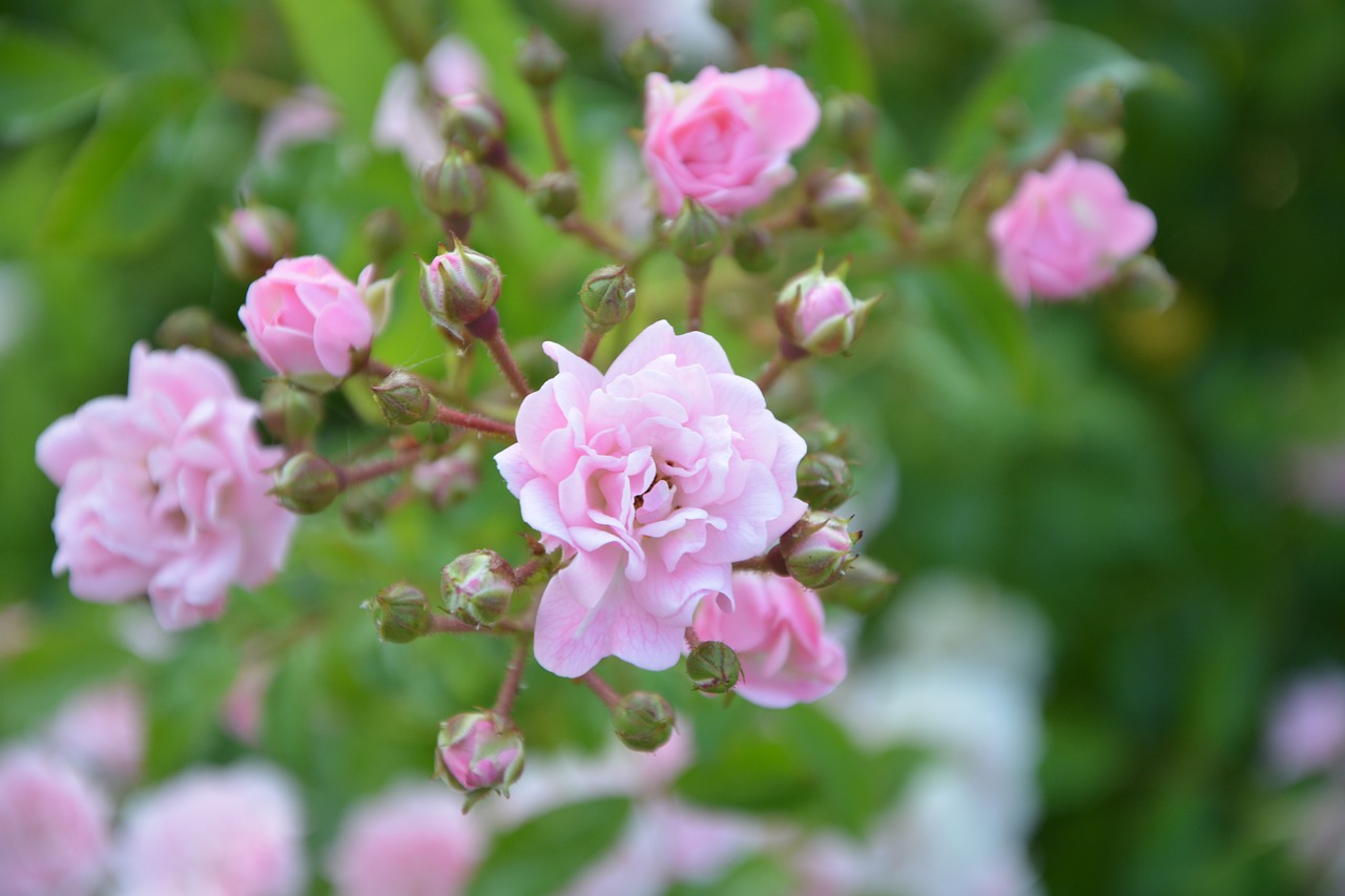 Image - rose bud rosebush pink pale nature