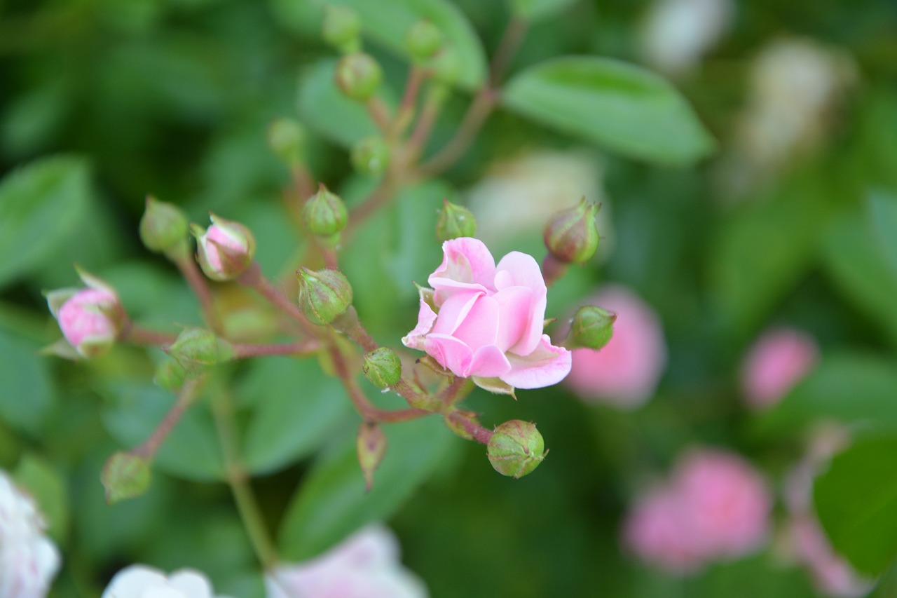 Image - rose bud rosebush pink nature