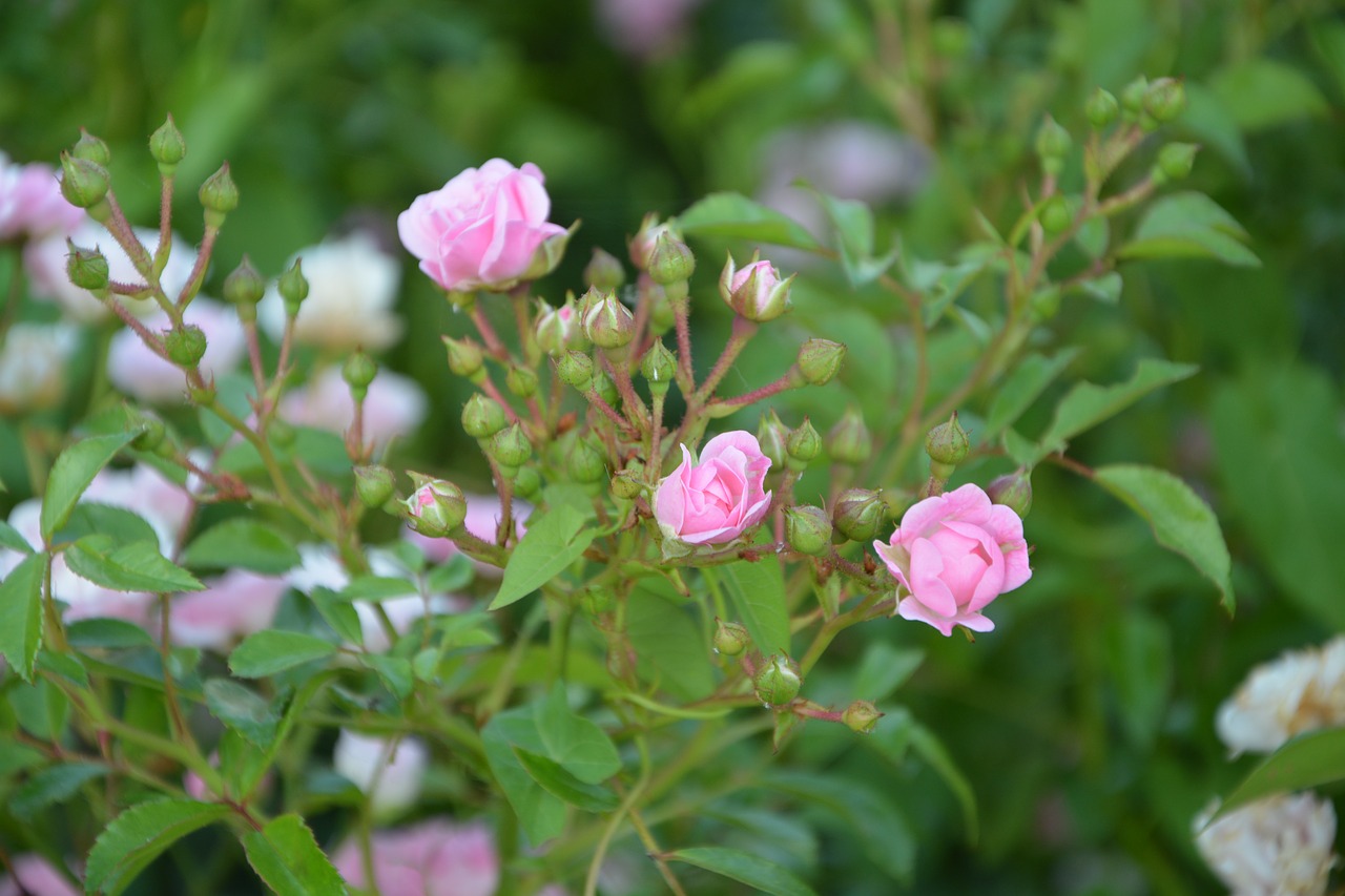 Image - rose bud rosebush pink nature