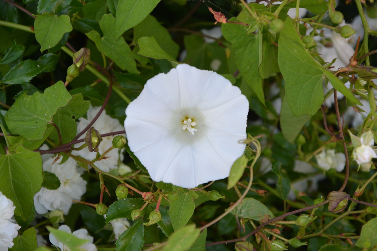 Image - flowers of bindweed white flower