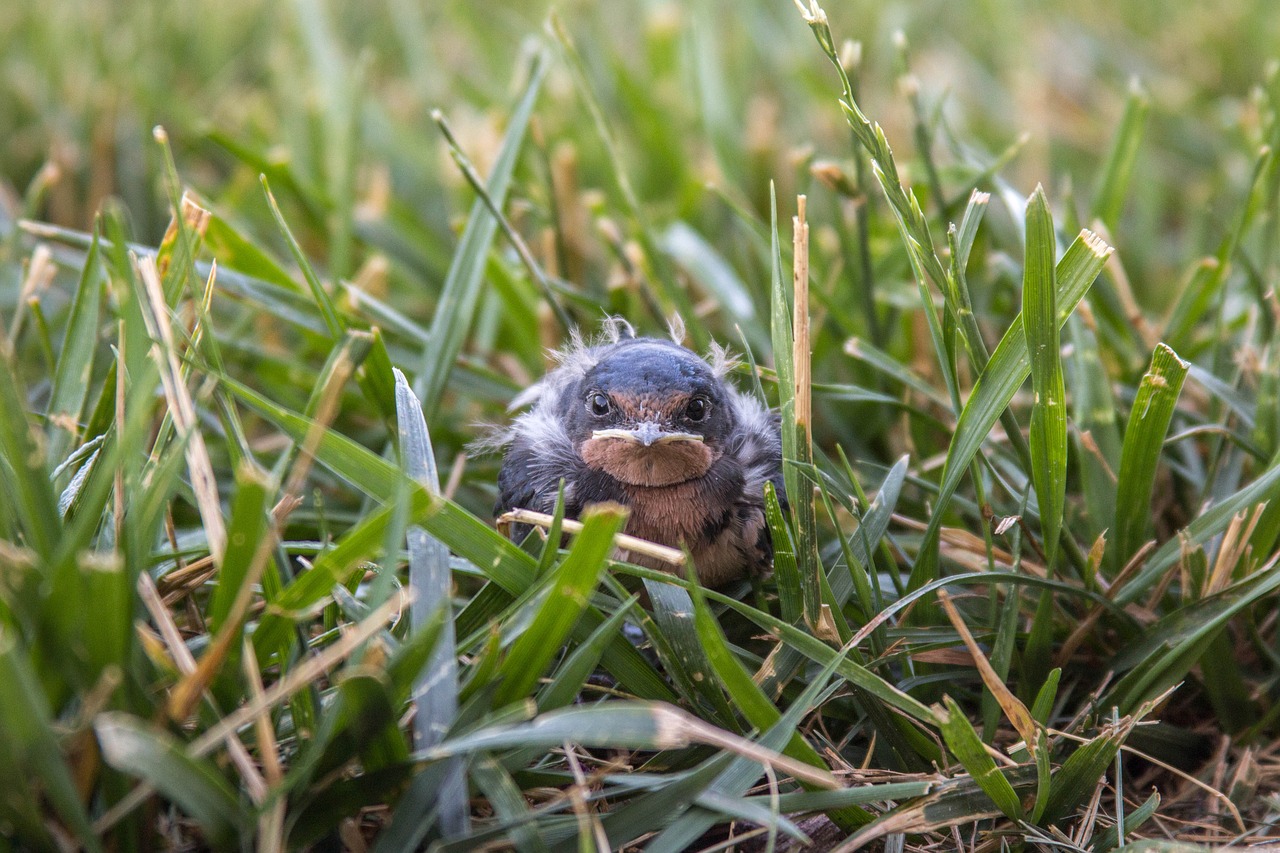 Image - bird baby grass