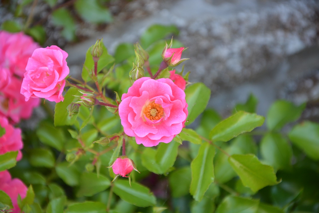 Image - rose bud rosebush pink nature