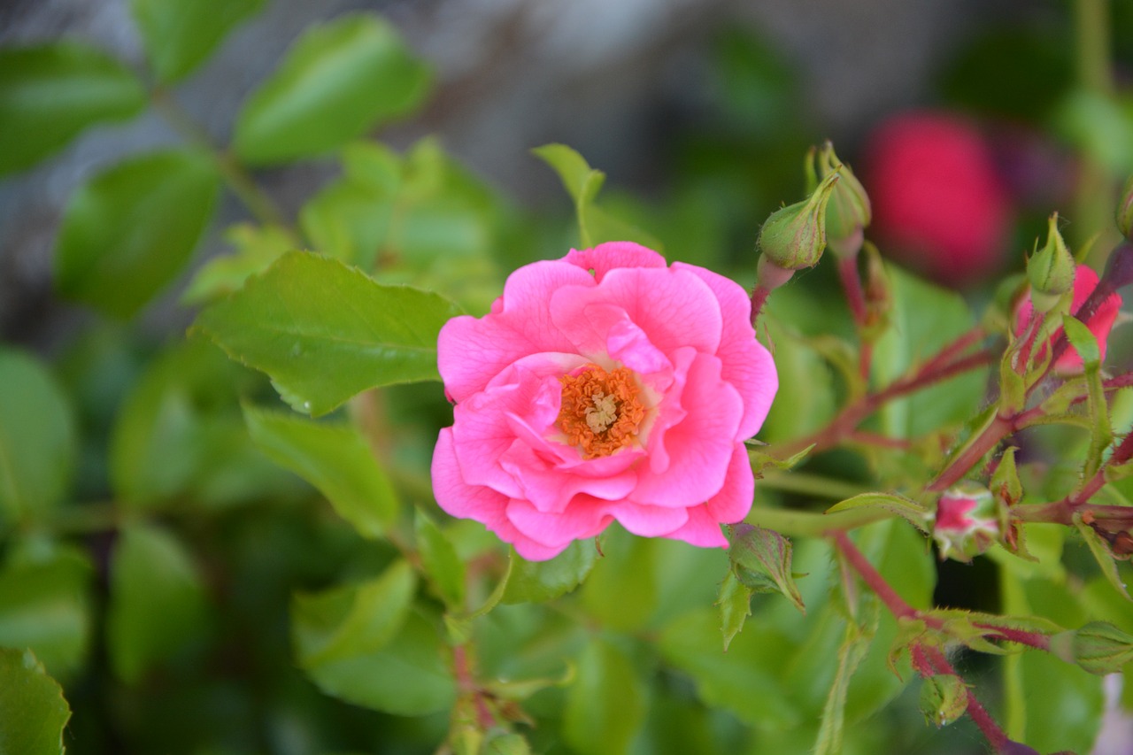 Image - rose bud rosebush pink nature