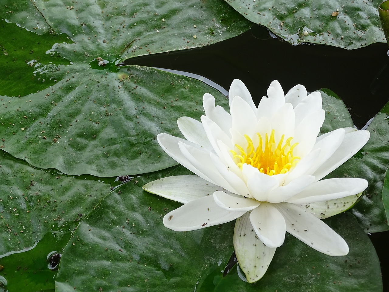 Image - water lily flower mare zen