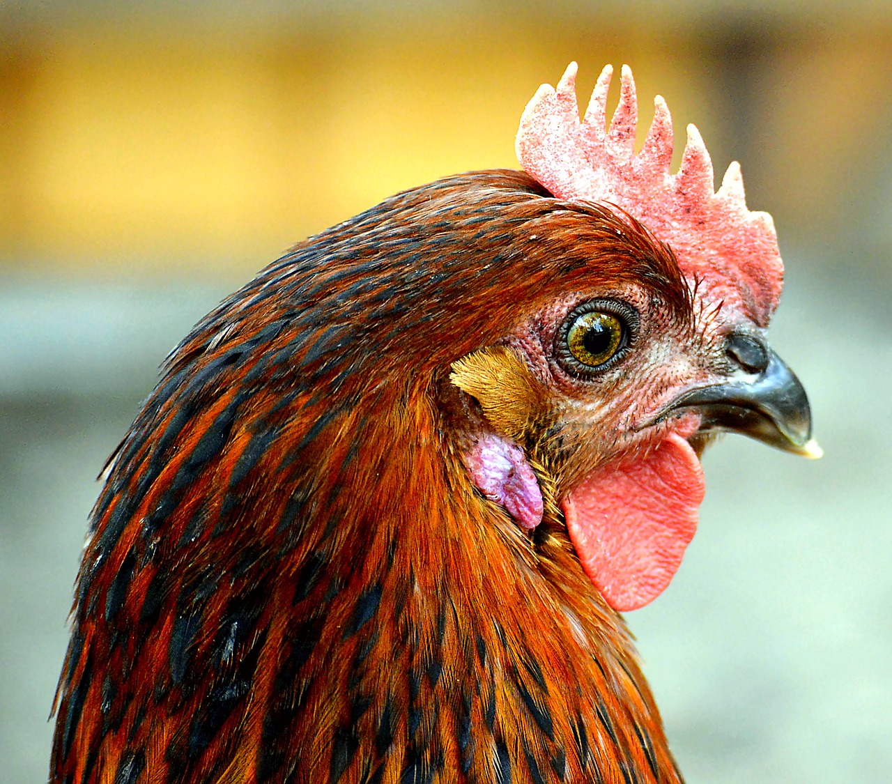 Image - chicken comb free running bird