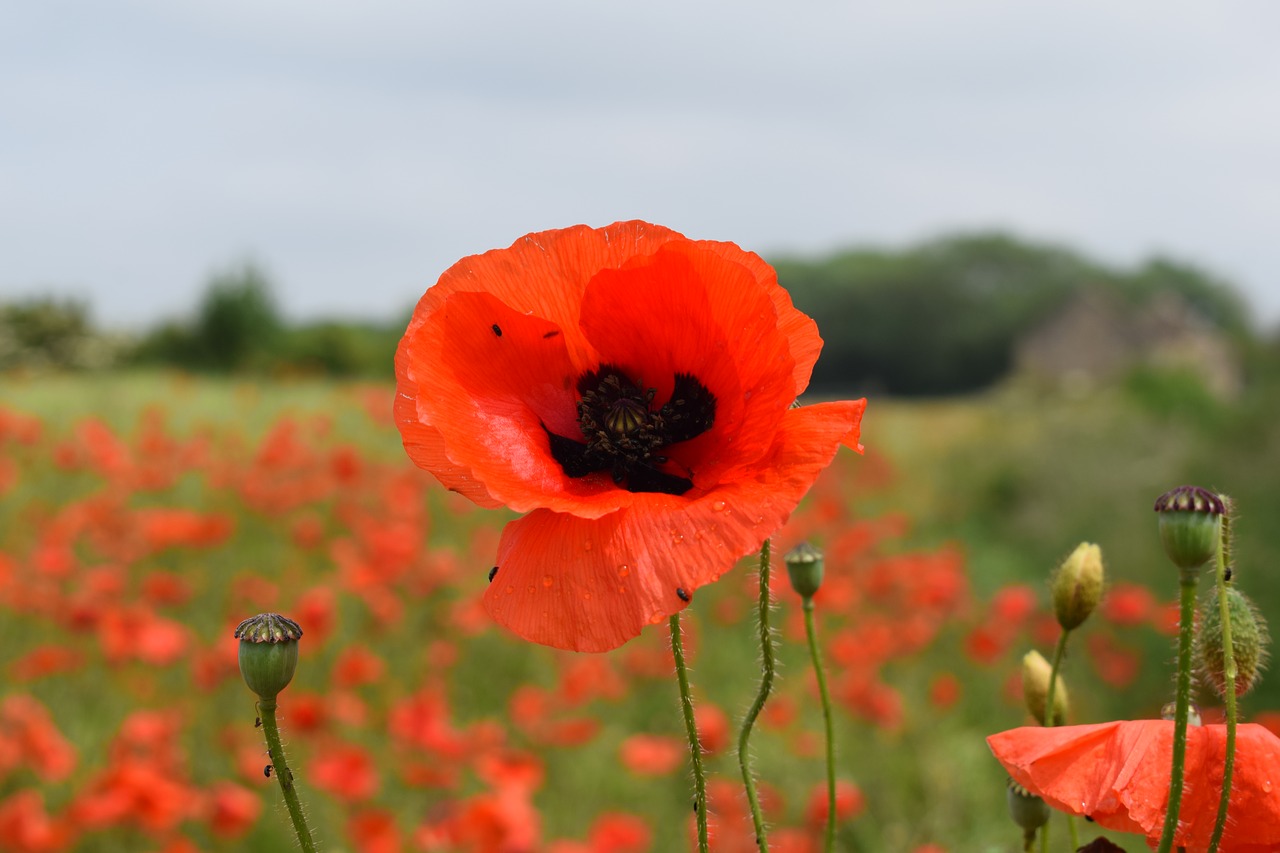 Image - poppy red summer bloom countryside