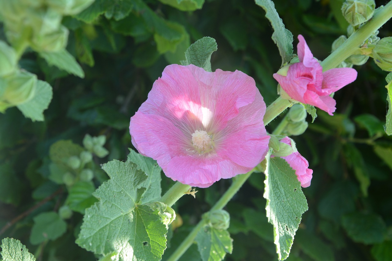 Image - pink flowers hibiscus botany plant