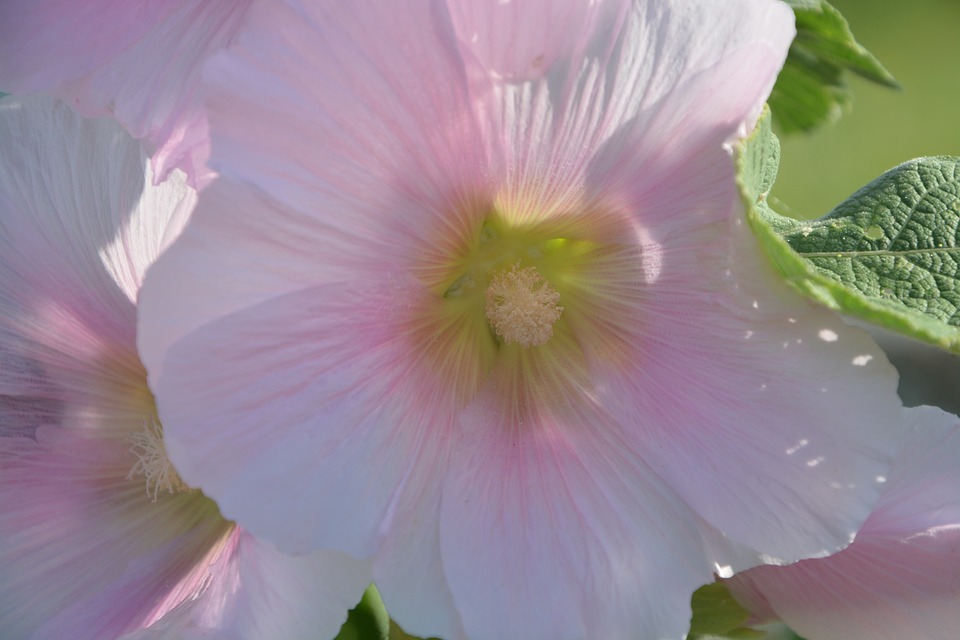 Image - pink flower garden nature spring