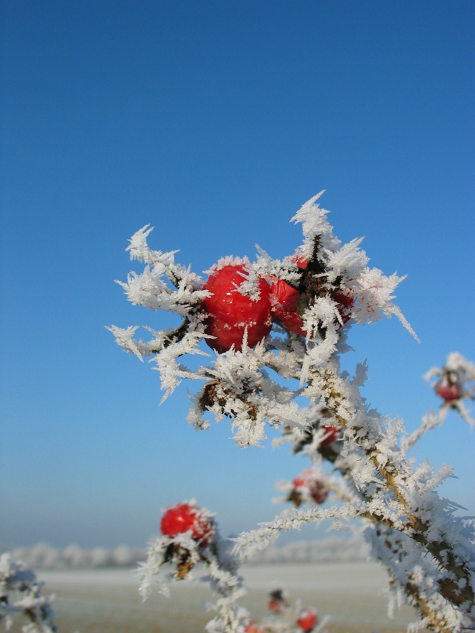 Image - rose hip frost winter cold frozen