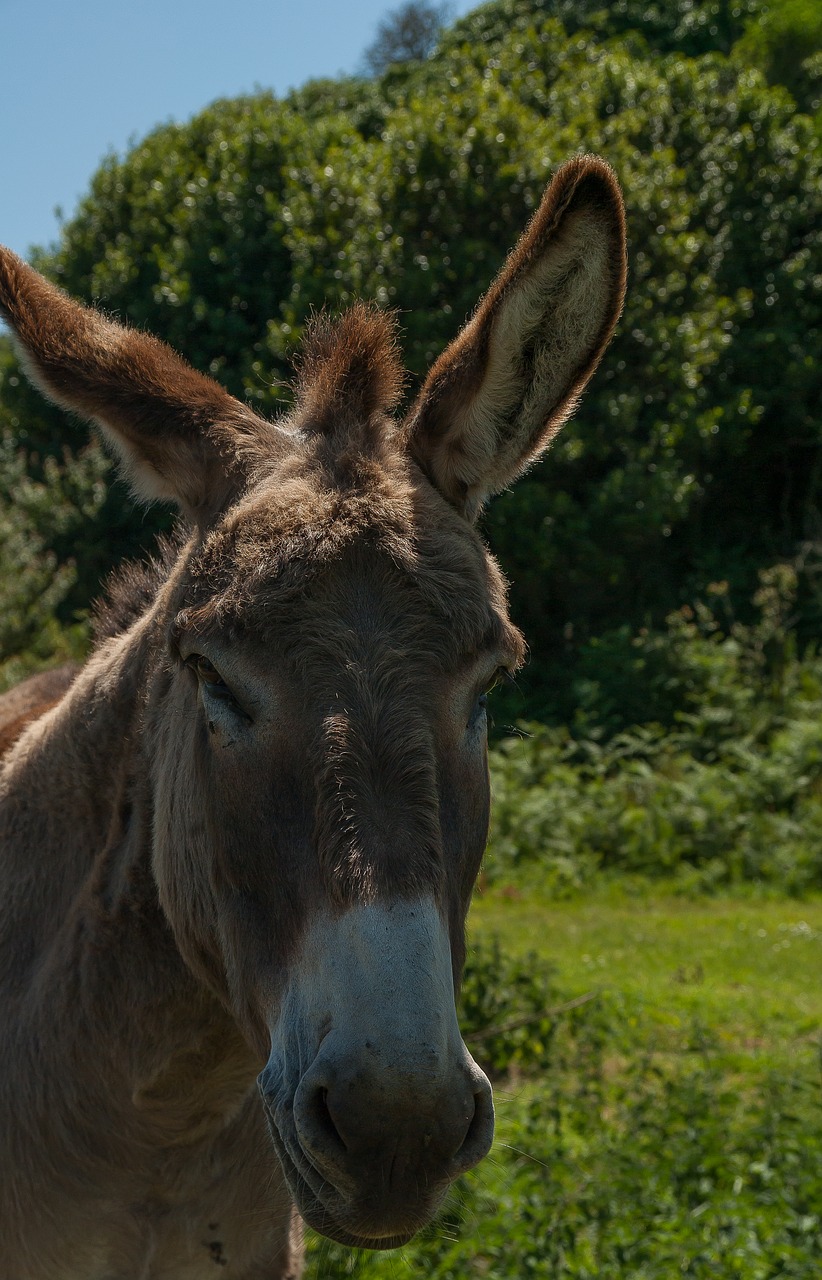 Image - donkey equine domestic animal