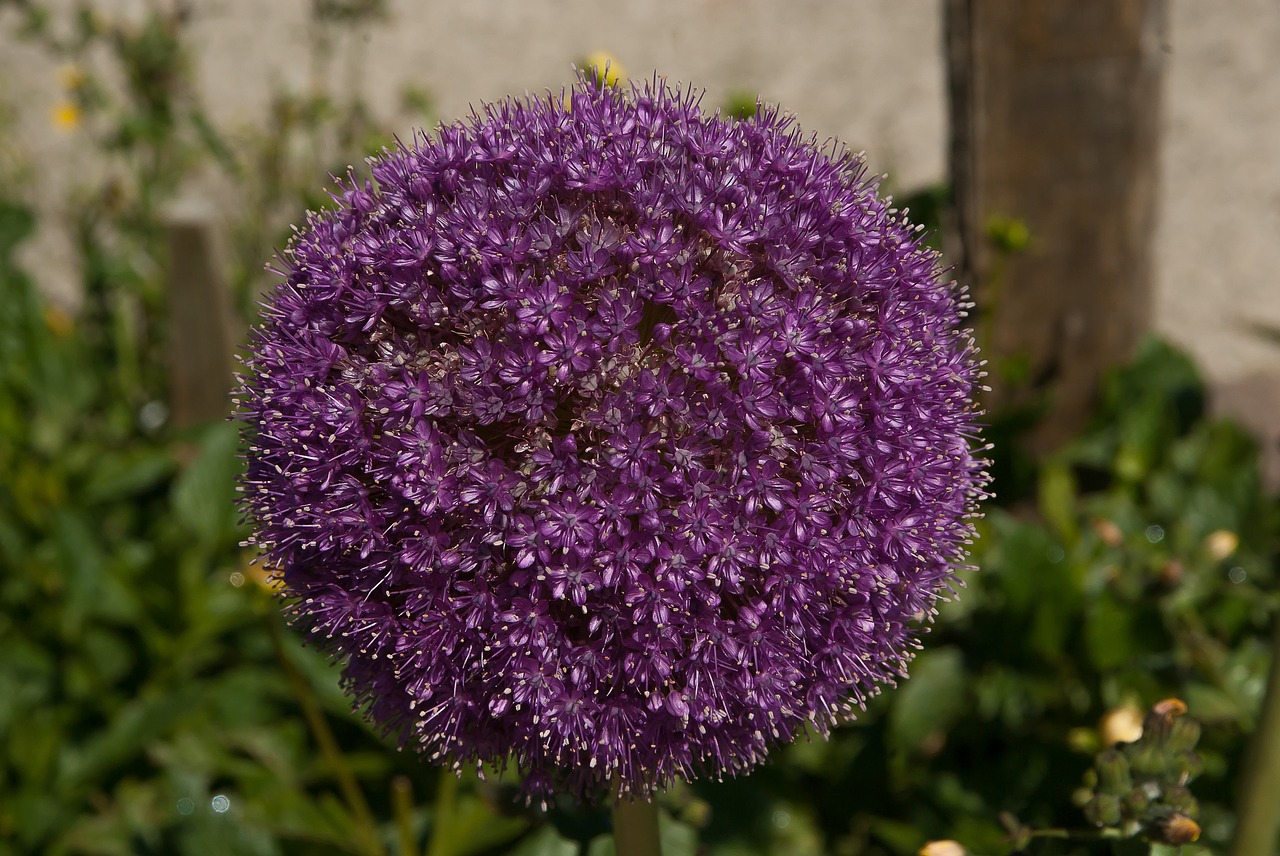 Image - flower allium garlic giant