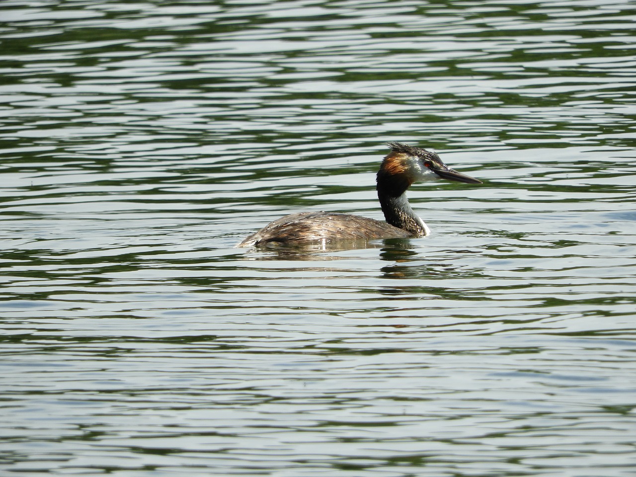 Image - water bird divers nature bird