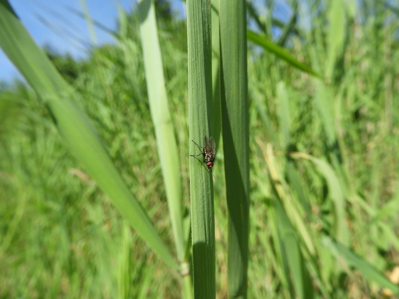 Image - fly reed nature creature grasses