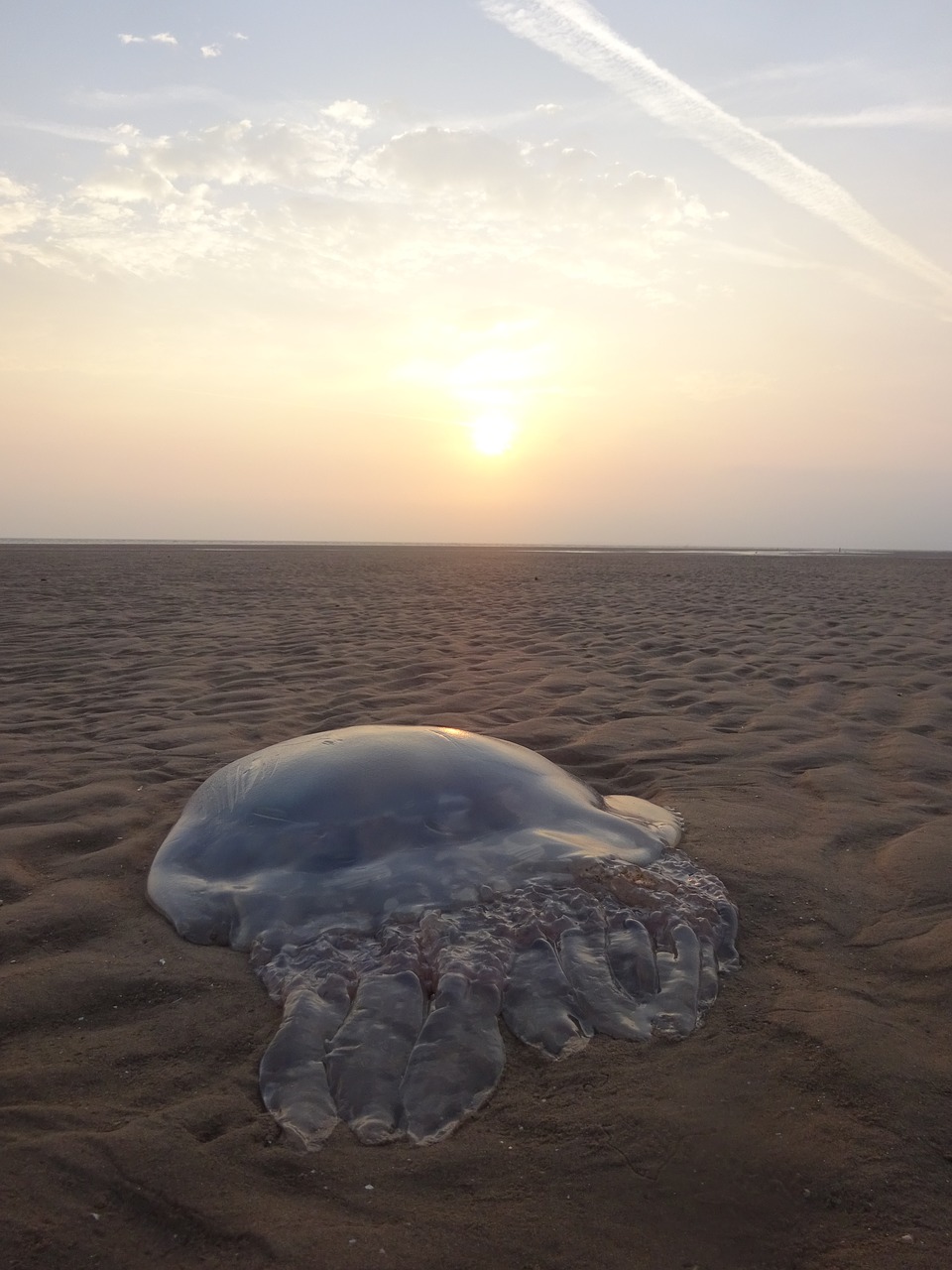 Image - beach stranded jellyfish sun