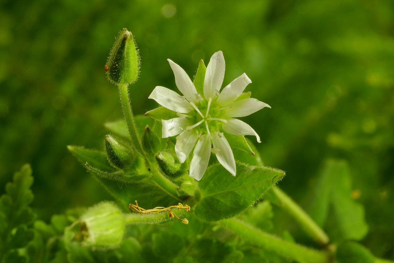 Image - flower white clear tiny green