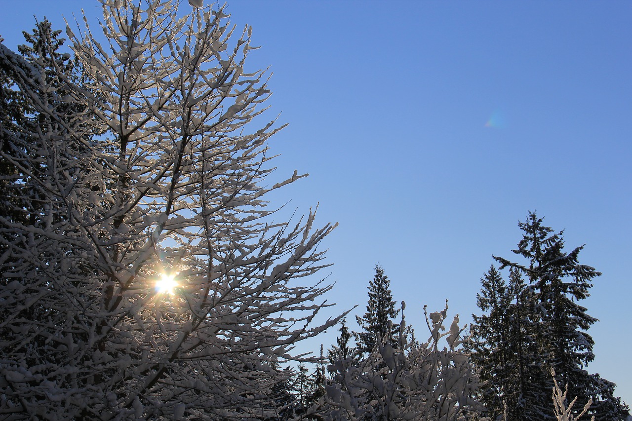 Image - snowy morning sunny snow