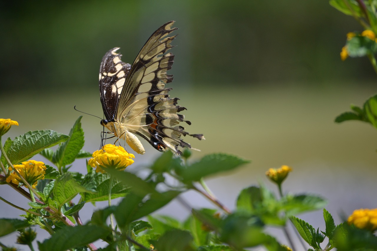 Image - butterfly nature green landing