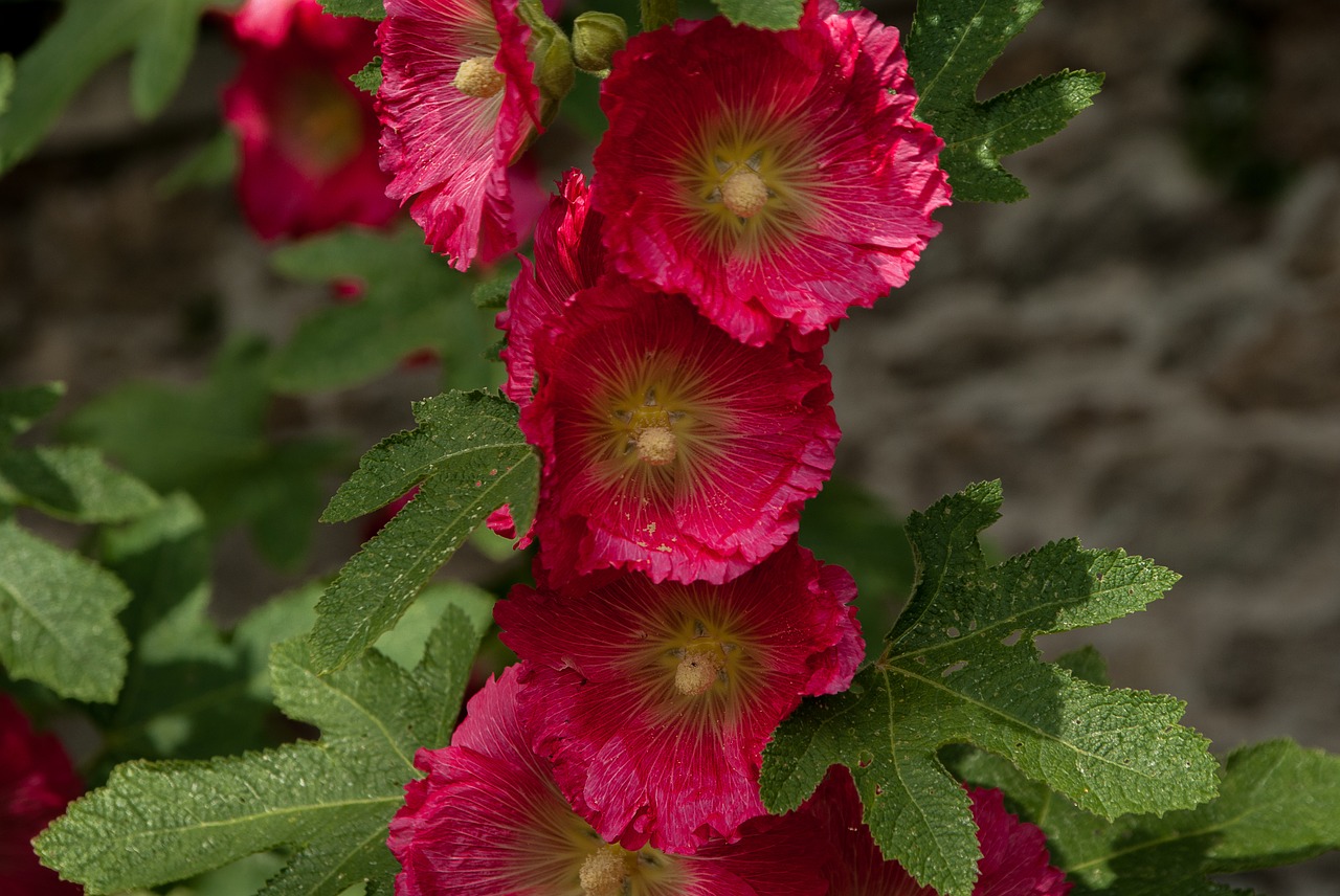 Image - flowers ibiscus flowering garden