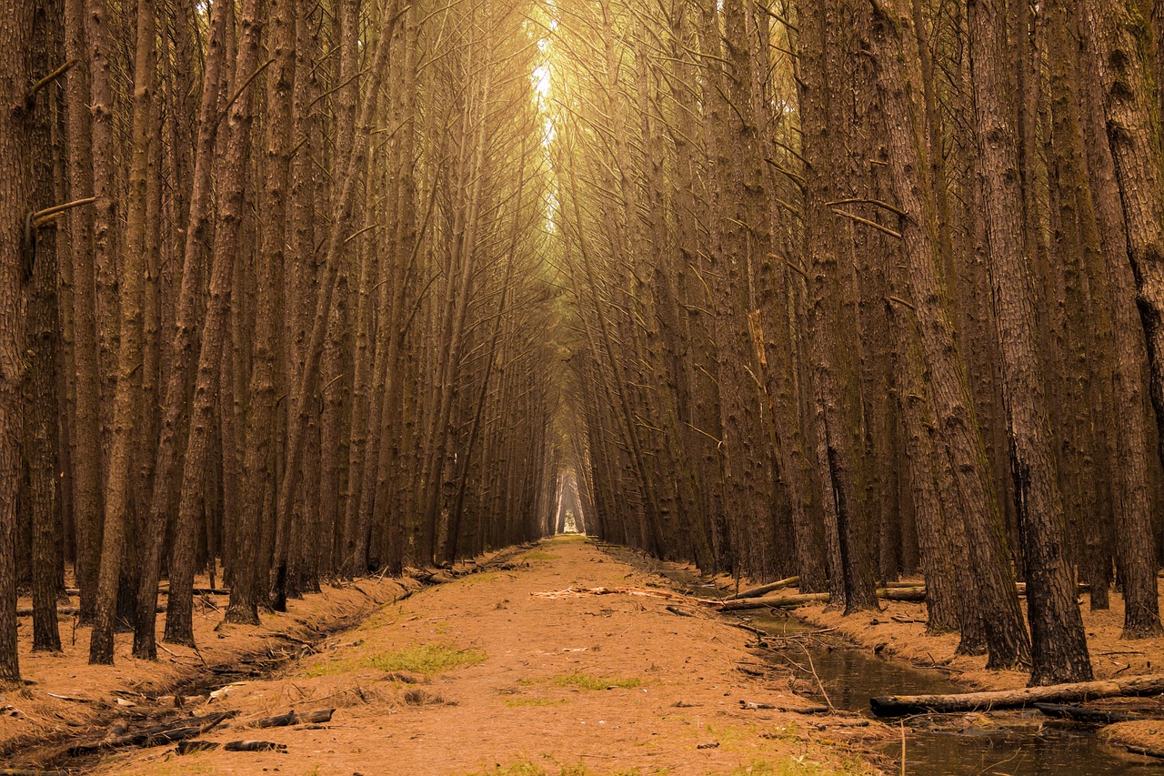 Image - flying forest path wood trees