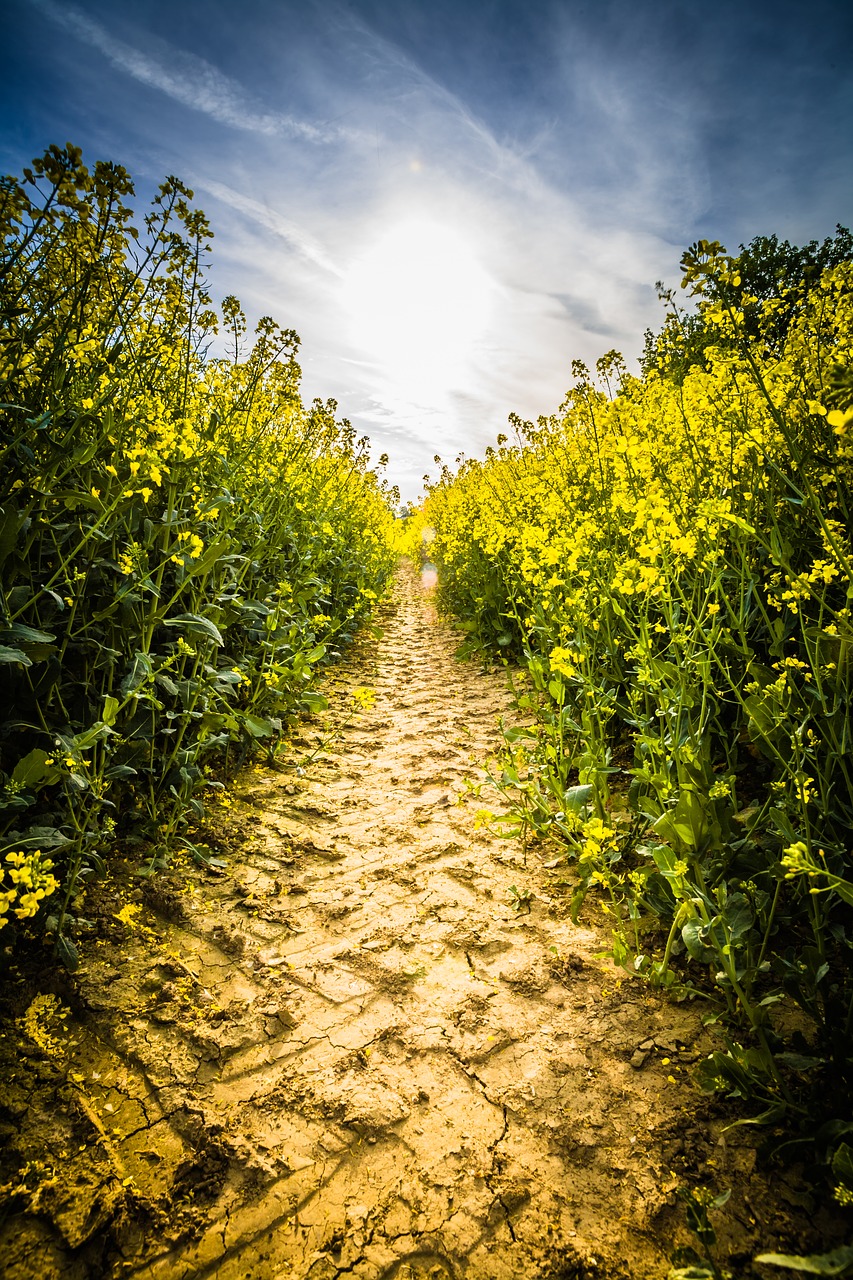 Image - oilseed rape field of rapeseeds