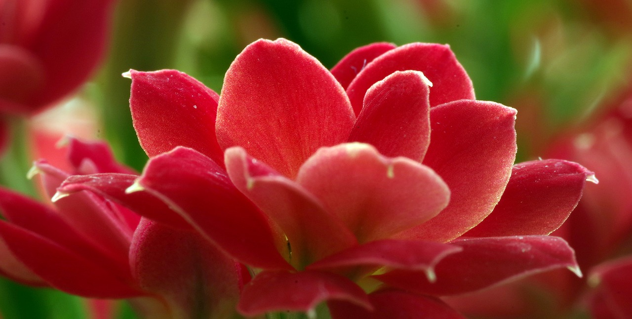 Image - red flower the petals prosper