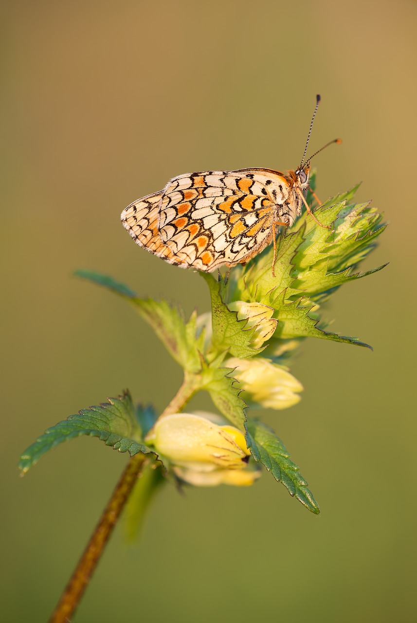 Image - knapweed fritillary melitaea phoebe
