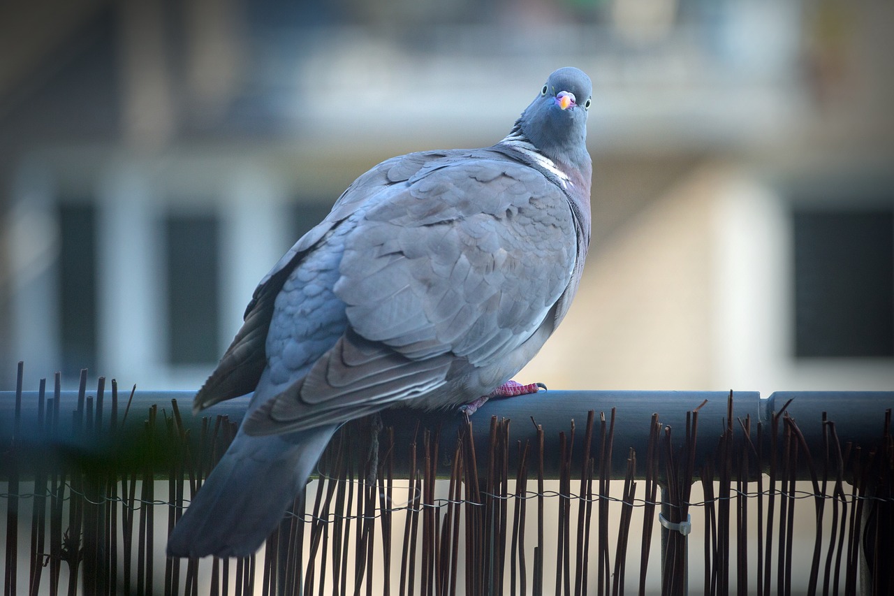 Image - city pigeon bird animal outdoor