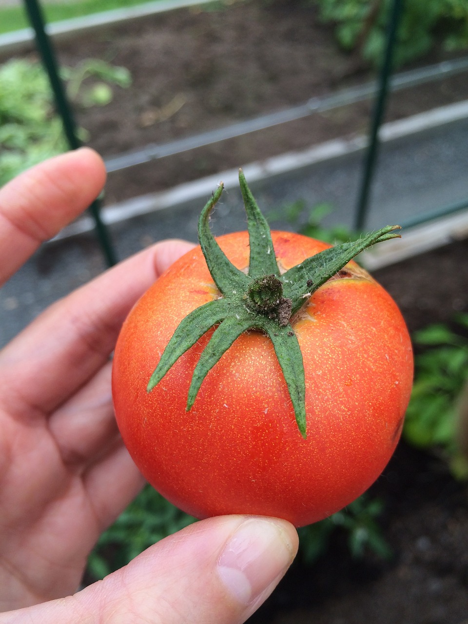Image - tomato grow greenhouse cultivation